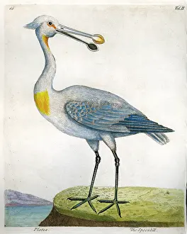 Spoonbill: Birds - Spoonbill - Platea
