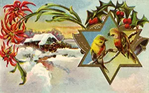 Poinsettias: Birds, Star, Country