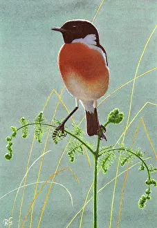 Stonechat: BIRDS/STONECHAT