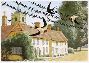 Hirundo: BIRDS/SWALLOWS