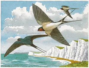 Hirundo: BIRDS/SWALLOWS