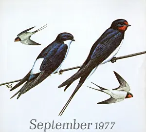 Hirundo: BIRDS/SWALLOWS PERCHED