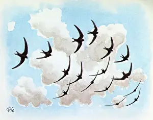 Swifts: BIRDS/SWIFTS