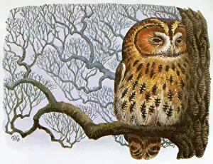 Owls: BIRDS/TAWNY OWL