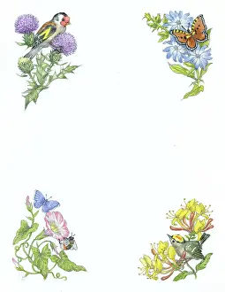 Honeysuckle: Birds on thistle and honeysuckle, butterflies