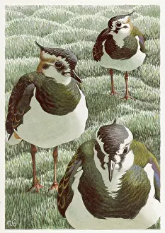 Vanellus: BIRDS/THREE LAPWINGS
