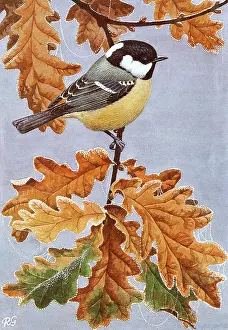 Tits: BIRDS/TITS/COAL TIT