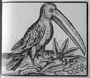Toco: BIRDS/TOUCAN