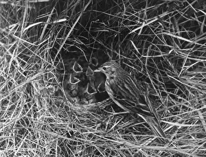 Pipit: BIRDS/TREE PIPIT