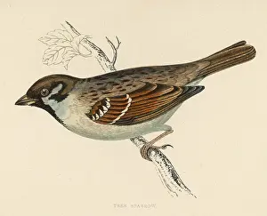 Montanus: BIRDS/TREE SPARROW