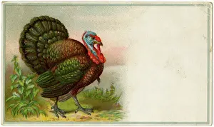 Turkeys: BIRDS/TURKEYS C1890
