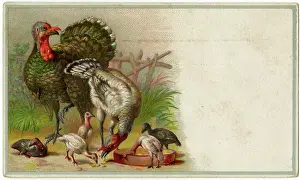 Turkeys: BIRDS/TURKEYS & YOUNG