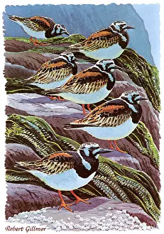 Seaweed: BIRDS/TURNSTONES