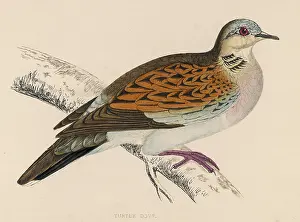 Communis: BIRDS/TURTLE DOVES