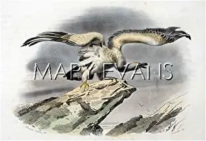 Vautour: BIRDS/VULTURE