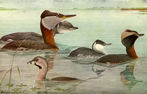 Agassiz: Birds in Water