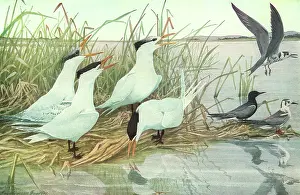 Agassiz: Birds by Water