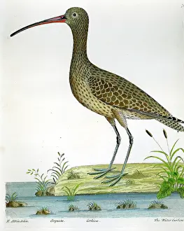 Curlew: Birds - Water Curlew - Arguata