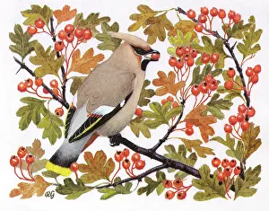 Bombycilla: BIRDS/WAXWING