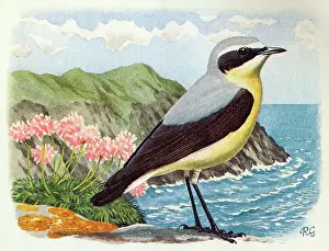 Wheatear: BIRDS/WHEATEAR
