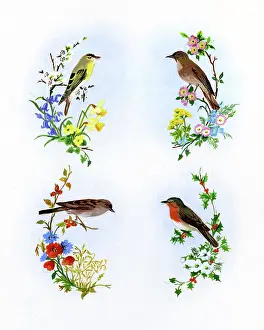 Primroses: Four birds with wild flowers