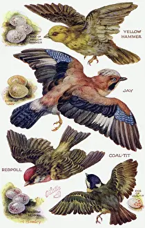 Redpoll: Birds on the Wing cut out
