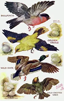 Oriole: Birds on the Wing cut out