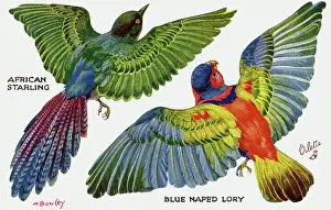 Lory: Birds on the Wing cut out