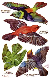 Shouldered: Birds on the Wing cut out