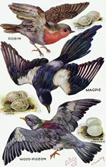 Birds on the Wing cut out