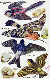 Long Tailed: Birds on the Wing cut out