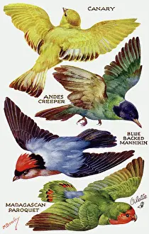 Mannikin: Birds on the Wing cut out