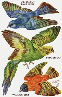 Budgerigar: Birds on the Wing cut out