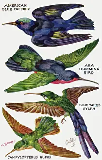 Sylph: Birds on the Wing cut out