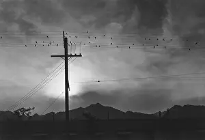 Ansel: Birds on wire, Evening, Manzanar Relocation ?