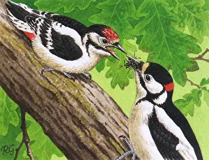 Woodpeckers: BIRDS/WOODPECKERS
