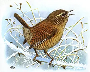 Wren: BIRDS/WREN