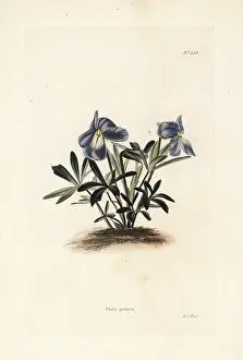 Pedata: Birdsfoot violet, Viola pedata