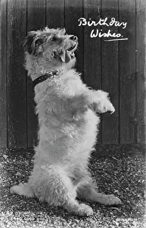 Fluffy: Birthday Wishes