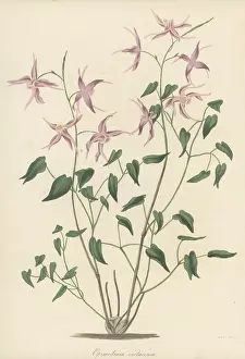 Volume 5: Bishop's hat, Epimedium grandiflorum
