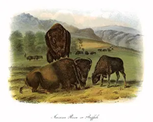 Graze: Three Bison
