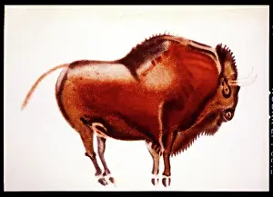 Altamira: Bison, Altamira, Spain