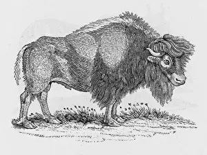 Buffon: BISON (BEWICK)