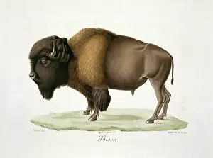 Cuvier: Bison bison, American bison