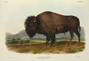 Even Toed: Bison bison, American bison