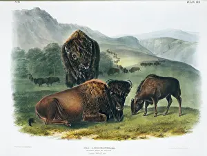Even Toed: Bison bison, American bison