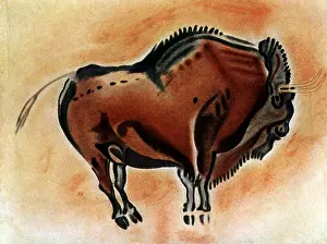 Buffalos: Bison cave painting