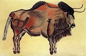 Buffalos: Bison cave painting