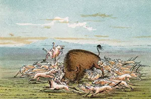 Coyotes: BISON & COYOTES
