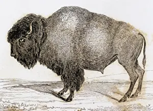 Hoof: Bison